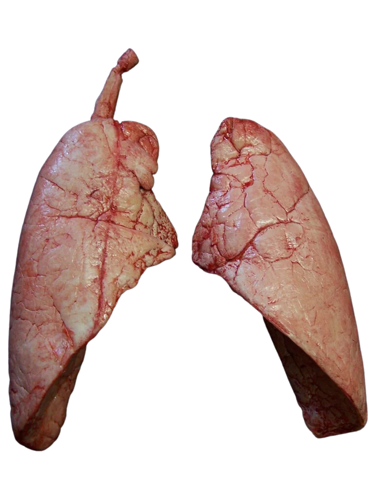 lungs