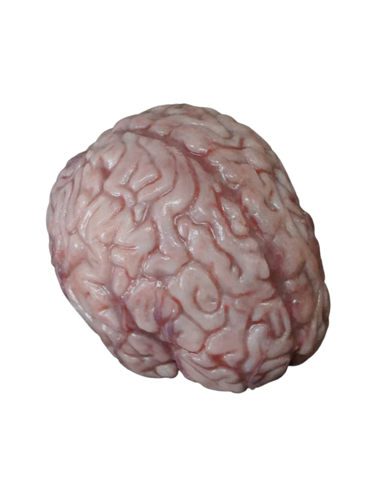brain